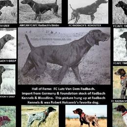 German Shorthaired Pointers from Radbach Kennels