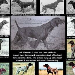 German Shorthaired Pointers from Radbach Kennels