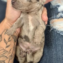 Male 1 - Dapple male Dachshund puppy in El Campo, Texas from Creamer Creek Kennel