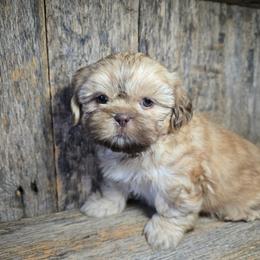 Tilly - Liver female Shih Tzu puppy in Mountain Grove, Missouri from Precious Puppies
