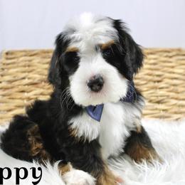 Happy - Tri-color male Bernedoodle puppy in Casa Grande, Arizona from AzDoodle Dandies