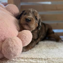 Blossom - Chocolate merle female Bernedoodle puppy in Toledo, Ohio from Avery Doodle Day LLC