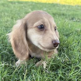 Ready Now Latte limited AKC - Cream female Dachshund puppy in Bartlesville, Oklahoma from Kippers Keepsake Dachshunds