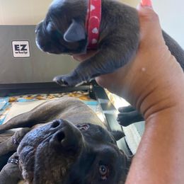 Girl 1 - Gray brindle Cane Corso puppy in Mercer, Pennsylvania from Midnight Cane Corso USA