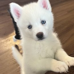 Pomsky Puppies from Farrah's Pomskies