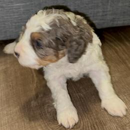 Crumpet - Merle male Bernedoodle puppy in Los Angeles, California from Bernied00dle Love