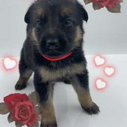 German Shepherd Puppies from Devon Rugerio's German Shepherds