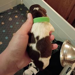 Boy 2 Green - Liver and white male German Shorthaired Pointer puppy in Riverdale, Michigan from Ninemire Farm