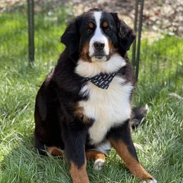 Halo - Bernese Mountain Dog