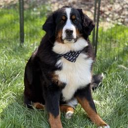 Halo - Bernese Mountain Dog