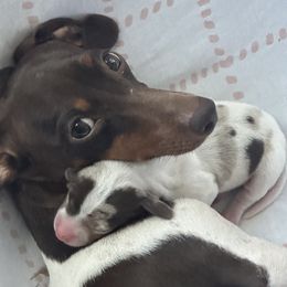 Jesse - Dachshund