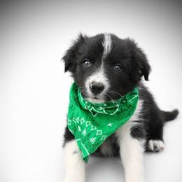 Colin - Black and white male Border Collie puppy in Cleveland, North Carolina from Morning Glory Farm-border collies/Beyond Brilliant Dog Co.