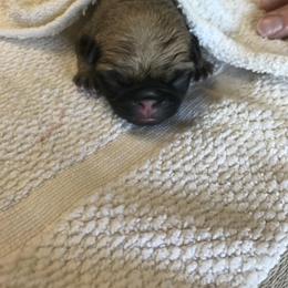 Pug Puppies from Pickwick Pugs