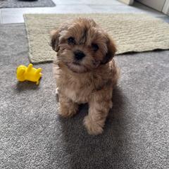 Shichon Puppies from Great Lakes Teddy Bear Dogs