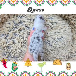 Queso - Blue merle and white female American Corgi puppy in Mansfield, Ohio from Moonrise corgis