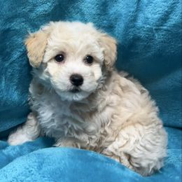 Tiny - Orange - White and apricot male Bichon Frise puppy in 63101 (St. Louis Metro Area), Missouri from BichonSTL