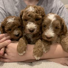 Goldendoodle Puppies from Martin’s Doodles