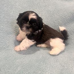 Elvis - Black and white male Shih Tzu puppy in California from Boodaboo Shih Tzu’s