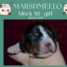 English Springer Spaniel Puppies from Stormin Pine and Prairie Springers