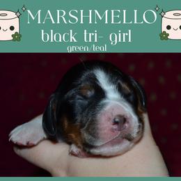 English Springer Spaniel Puppies from Stormin Pine and Prairie Springers