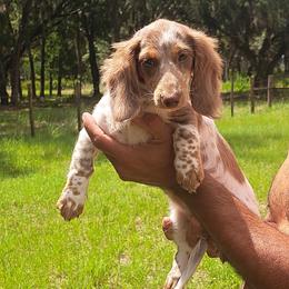 3500.. Maya PET ONLY - Chocolate and tan female Dachshund puppy in Winter Haven, Florida from Gateway 2 Little Paws