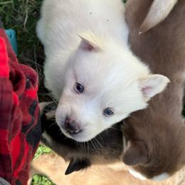 Ford - White male Pomsky puppy in Greenfield, Minnesota from SRF Pomskies