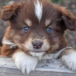 Rose - Red tri female Miniature Australian Shepherd puppy in Patterson, North Carolina from DreamLine Aussies