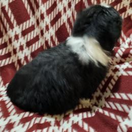 Boy 2 - Black & white male Miniature Australian Shepherd puppy in New Plymouth, Idaho from D & L Mini Aussies