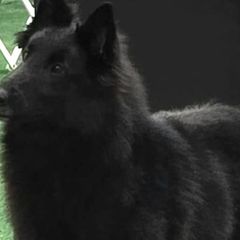 Belgian Sheepdogs and Golden Retrievers from Mi-Kels Belgians and Goldens