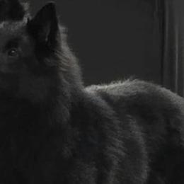 Belgian Sheepdogs and Golden Retrievers from Mi-Kels Belgians and Goldens
