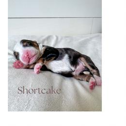 Bernedoodle Puppies from Valley Farm Doodles