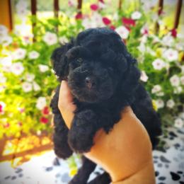 Louie- AKC Toy Poodle - Black male Poodle puppy in Falcon, Missouri from Cedar House Heritage Poodles | AKC Toy & Miniature Poodle Puppies Raised in Home