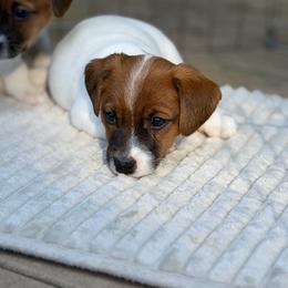 Order of pick determined by order of deposits - White and tan male Russell Terrier puppy in Andover, Connecticut from Frog Hollow Farm