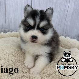 Asiago - Black and white male Pomsky puppy in Eastman, Georgia from Once Upon A Pomsky
