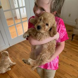 Goldendoodle Puppies from Goldendoodles of Vanhoy Farms
