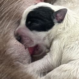 Australian Cattle Dog Puppies from Folie à Deux Australian Cattle Dogs