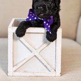 Miss Purple Collar - Black female Australian Labradoodle puppy in Wake Forest, North Carolina from Lucky Country Labradoodles
