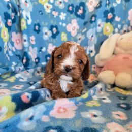 Minnie - Red female Cavapoo puppy in Maize, Kansas from Happy Doodles- Cockapoo and Cavapoo puppies