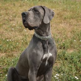 Nyx - Great Dane