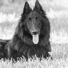 Belgian Sheepdogs, Belgian Tervuren, and Dutch Shepherds from Century Hills Farm