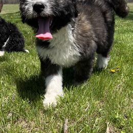 Aussiedoodle Puppies from Soap Creek Kennels