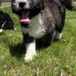 Aussiedoodle Puppies from Soap Creek Kennels