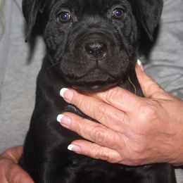 2500 Yellow Collar No White - Black female Cane Corso puppy in Troy, Tennessee from Storm Front Cane Corso