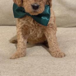 Helaena - Apricot female Goldendoodle puppy in Richmond, Texas from Harper’s Heartbeats