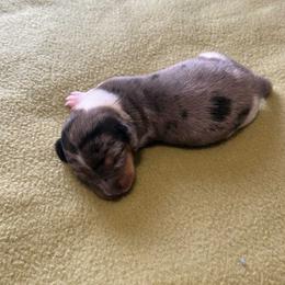 Dachshund Puppies from Lilly's Long Dogs