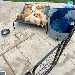Golden Retriever Puppies from Graciegold Retrievers