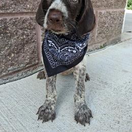 Black girl - Liver and white female German Wirehaired Pointer puppy in Potosi, Wisconsin from Point and Flush Gun Dogs