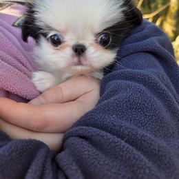 Beth - Black and white female Japanese Chin puppy in Salem, Oregon from Chinnychinchinofsalem