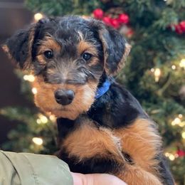Airedale Terrier, Lakeland Terrier, and Welsh Terrier Puppies from Anne's Pups
