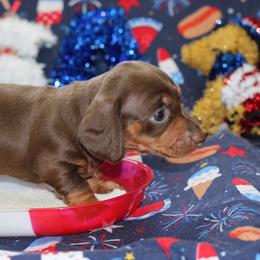 Faith - Chocolate and tan female Dachshund puppy in Staley, North Carolina from Langley Farms Dachshunds